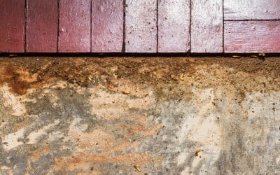 6 Signs of Termites In Your Home