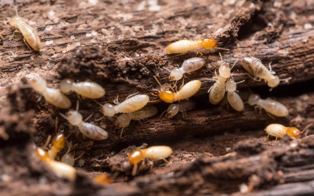 prevent termites in the home