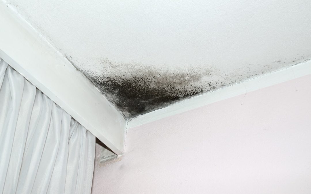 common concerns in the home include mold growth